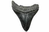 Serrated, Fossil Megalodon Tooth - South Carolina #306275-1